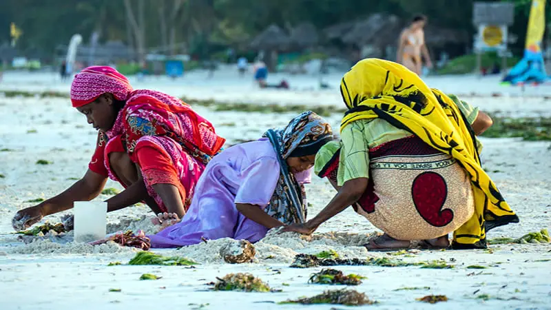 Las mejores playas de Zanzíbar 9 Mujeres recogiendo algas en Jambiani