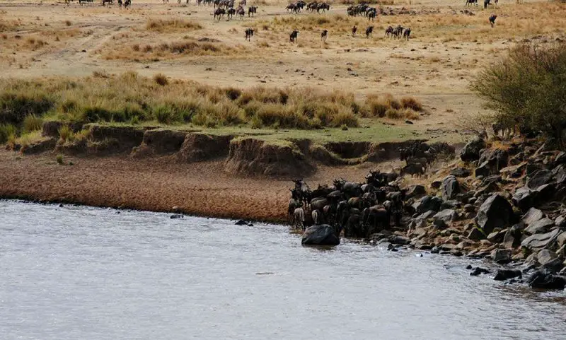 El cruce obligado y mortal del río Mara 4 Intento fallido de cruce de unos ñus