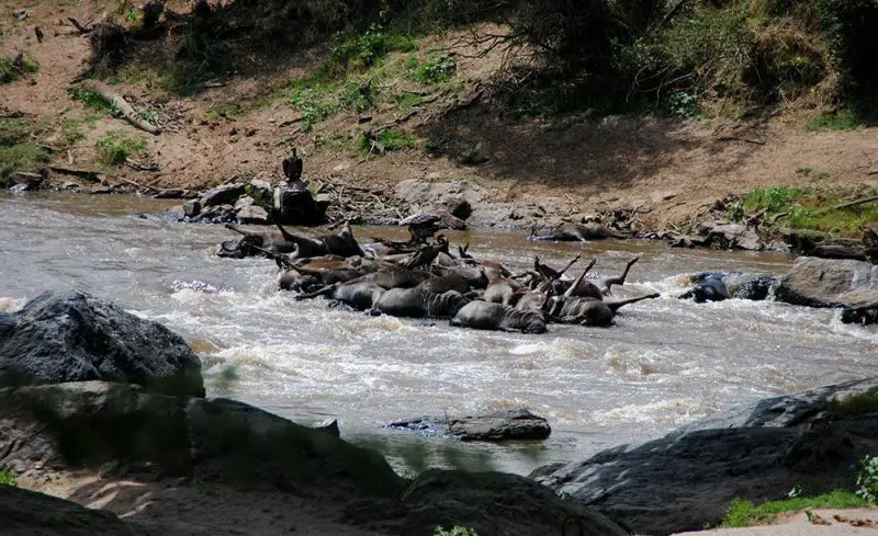 El cruce obligado y mortal del río Mara 3 Ñus muertos en el Río Mara