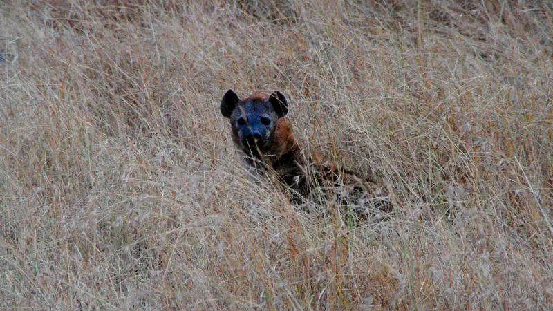Una hiena en el parque del Serengeti