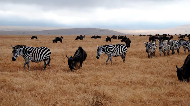 Animales alimentándose en el Ngorongoro
