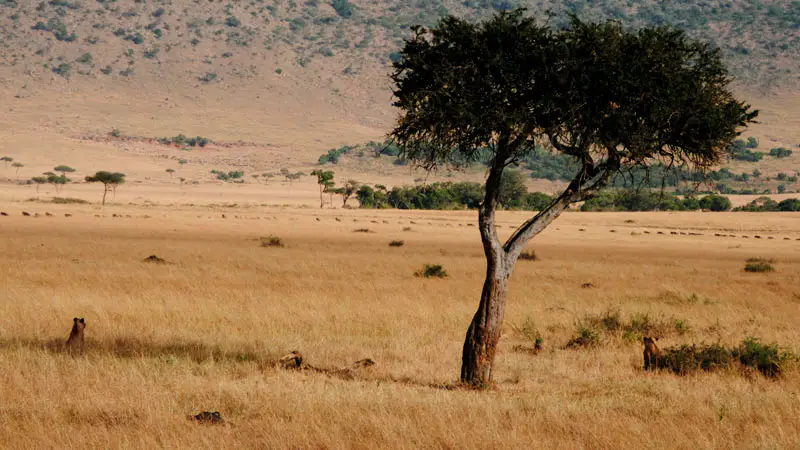 Leonas descansando bajo un árbol en el Serengeti